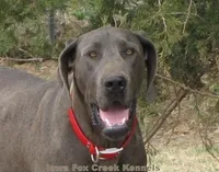 Hercules, a male Great Dane for sale in Unionville, IA – Photo 10 of 10