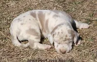 Hercules, a male Great Dane for sale in Unionville, IA – Photo 2 of 10