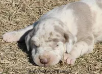 Hercules, a male Great Dane for sale in Unionville, IA – Photo 1 of 10