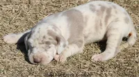 Hercules, a male Great Dane for sale in Unionville, IA – Photo 8 of 10