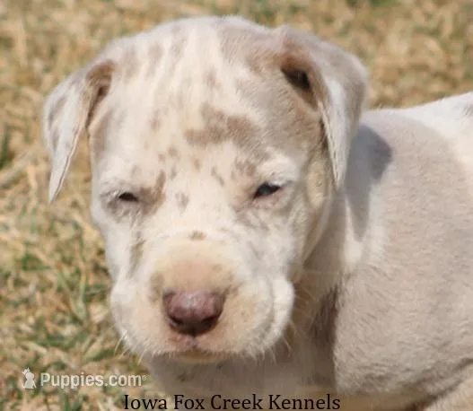 Hercules – Great Dane puppy for sale in Unionville, IA