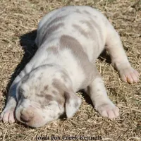 Hercules, a male Great Dane for sale in Unionville, IA – Photo 6 of 10