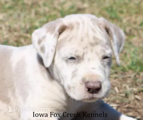 Hercules – Great Dane puppy for sale in Unionville, IA