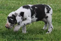 Molly, a male Great Dane for sale in Unionville, IA – 6 of 9