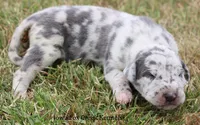 Shakira, a female Great Dane for sale in Unionville, IA – 7 of 9