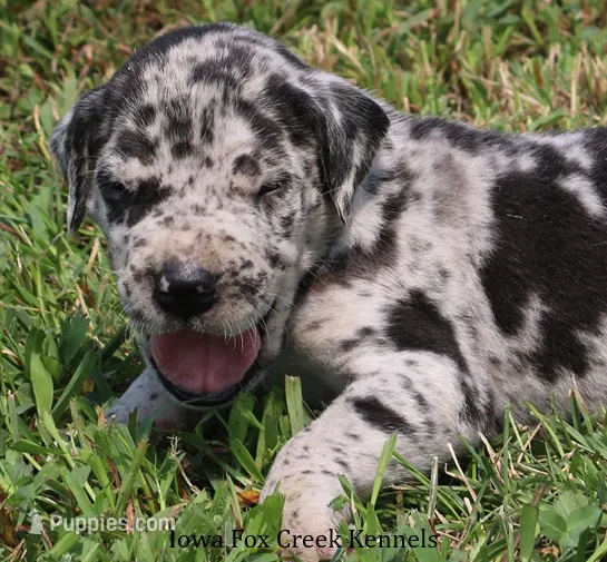 Samson – Great Dane puppy for sale in Unionville, IA