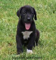 Max, a male Great Dane for sale in Unionville, IA – 7 of 10