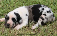 Zorro, a male Great Dane for sale in Unionville, IA – 5 of 10