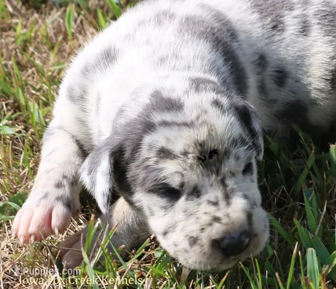 Shakira – Great Dane puppy for sale in Unionville, IA