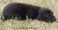 Scoundrel, a male Great Dane for sale in Unionville, IA – 3 of 7