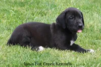 Max, a male Great Dane for sale in Unionville, IA – 6 of 10