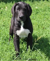 Mitzi, a male Great Dane for sale in Unionville, IA – 2 of 8