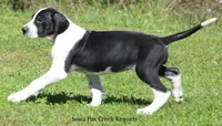 Zoey, a female Great Dane for sale in Unionville, IA – 2 of 10
