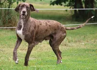 Zoey, a female Great Dane for sale in Unionville, IA – 10 of 10