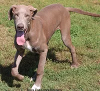 Hope, a female Great Dane for sale in Unionville, IA – 6 of 8