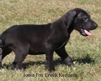 Sadie, a female Great Dane for sale in Unionville, IA – 5 of 10