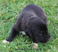 Max, a male Great Dane for sale in Unionville, IA – Photo 2 of 10