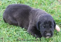 Max, a male Great Dane for sale in Unionville, IA – Photo 5 of 10