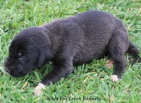 Max, a male Great Dane for sale in Unionville, IA – Photo 4 of 10