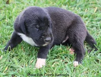 Max, a male Great Dane for sale in Unionville, IA – Photo 7 of 10