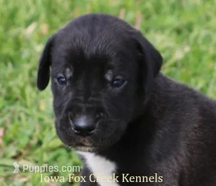Max – Great Dane puppy for sale in Unionville, IA