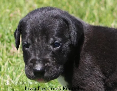 Max – Great Dane puppy for sale in Unionville, IA
