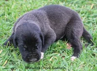 Max, a male Great Dane for sale in Unionville, IA – Photo 6 of 10