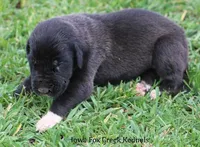 Max, a male Great Dane for sale in Unionville, IA – Photo 8 of 10