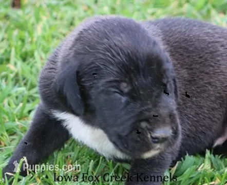 Max – Great Dane puppy for sale in Unionville, IA