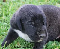 Max, a male Great Dane for sale in Unionville, IA – Photo 1 of 10