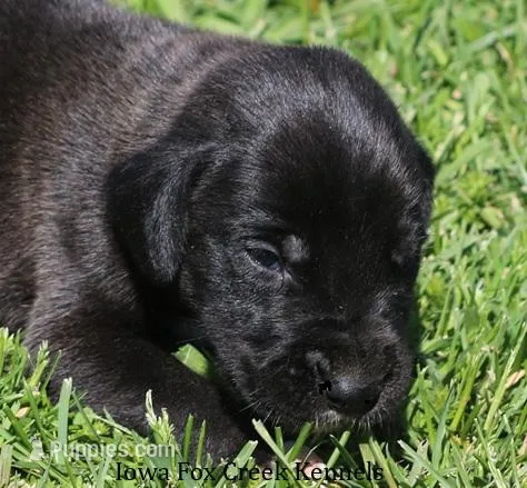 Max – Great Dane puppy for sale in Unionville, IA