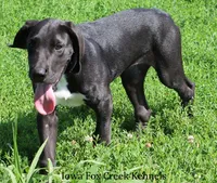 Milo, a male Great Dane for sale in Unionville, IA – 5 of 8