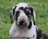 Molly, a male Great Dane for sale in Unionville, IA – 1 of 9