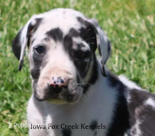 Molly – Great Dane puppy for sale in Unionville, IA