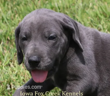 Sapphire – Great Dane puppy for sale in Unionville, IA