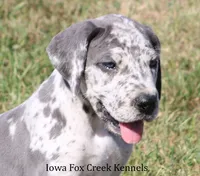Shakira, a female Great Dane for sale in Unionville, IA – 5 of 10