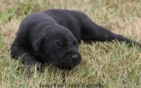 Sadie, a female Great Dane for sale in Unionville, IA – 3 of 9