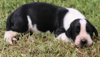 Zoey, a female Great Dane for sale in Unionville, IA – 3 of 10