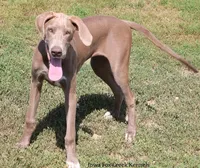 Hope, a female Great Dane for sale in Unionville, IA – 2 of 8