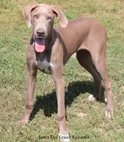 Hope, a female Great Dane for sale in Unionville, IA – 5 of 8