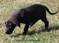 Sadie, a female Great Dane for sale in Unionville, IA – 2 of 10