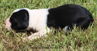 Zoey, a female Great Dane for sale in Unionville, IA – 6 of 10