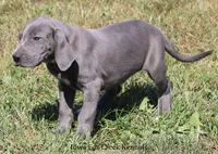 Sapphire, a female Great Dane for sale in Unionville, IA – 3 of 10