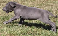 Sarge, a male Great Dane for sale in Unionville, IA – 7 of 10