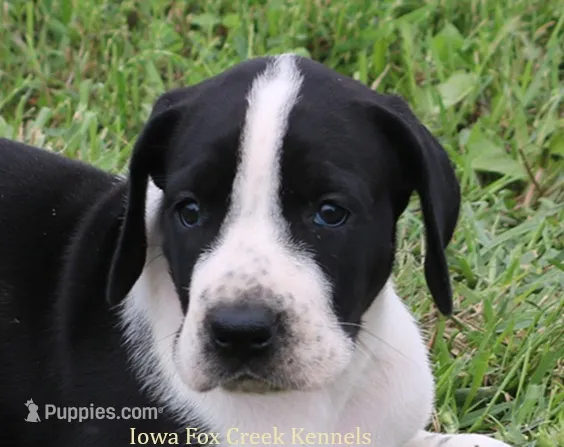 Zoey – Great Dane puppy for sale in Unionville, IA