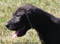 Sadie, a female Great Dane for sale in Unionville, IA – 4 of 10