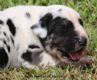 Zorro, a male Great Dane for sale in Unionville, IA – 4 of 10