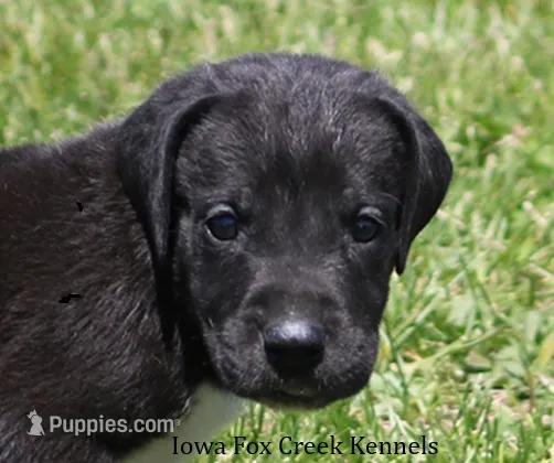 Milo – Great Dane puppy for sale in Unionville, IA