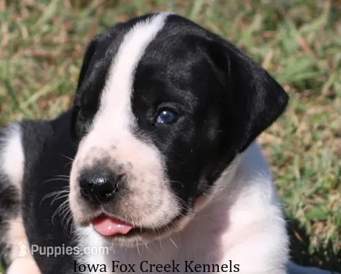 Zoey – Great Dane puppy for sale in Unionville, IA