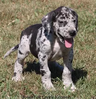 Samson, a male Great Dane for sale in Unionville, IA – 6 of 10